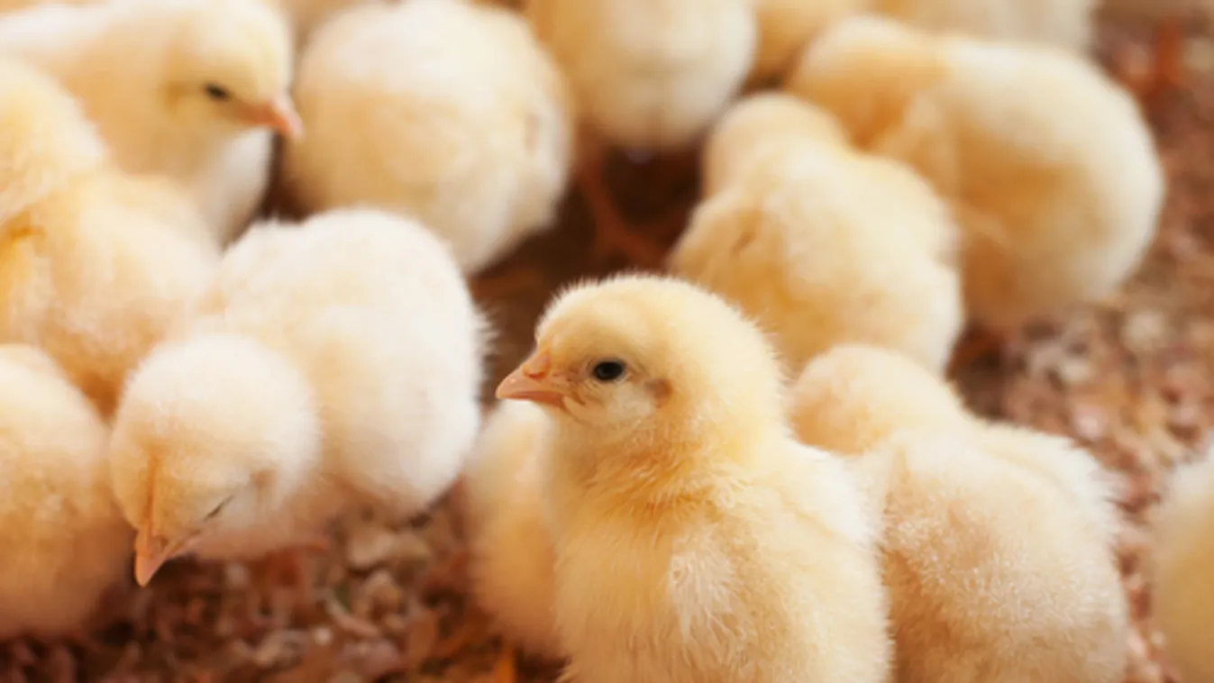 Nébih: kártalanítás kérhető a napos baromfik meghiúsult kihelyezése után