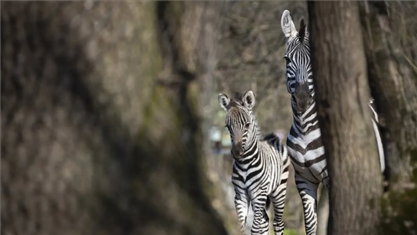 Zebracsikó született a Nyíregyházián