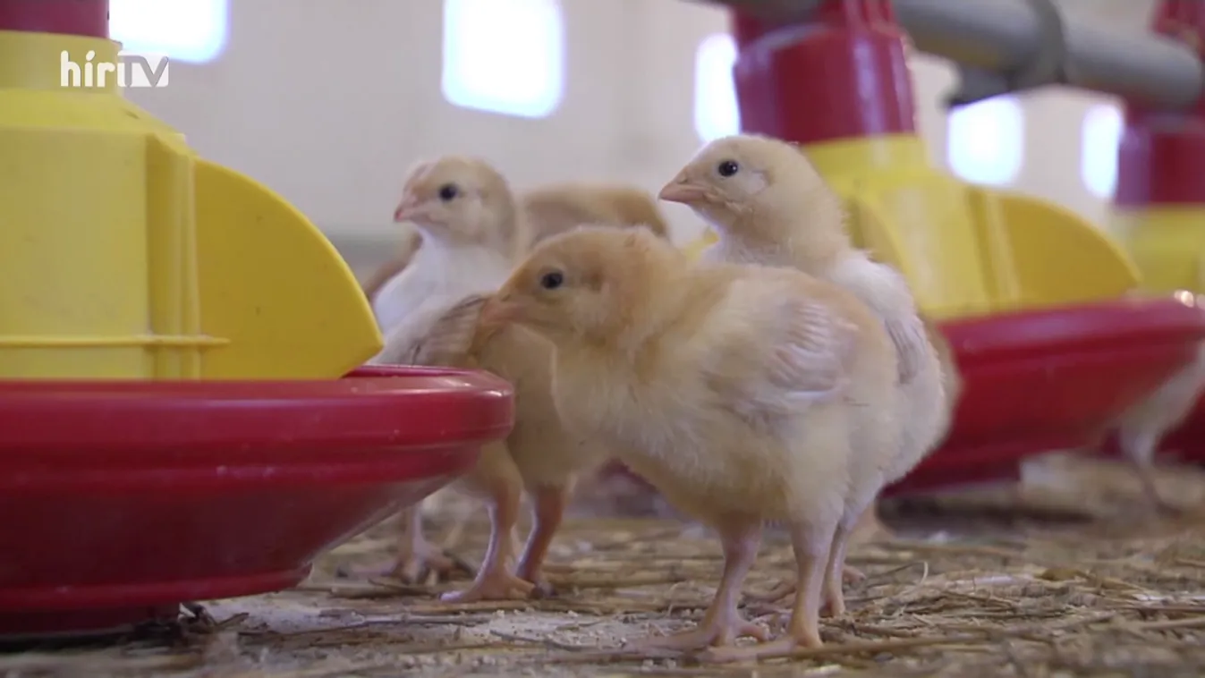 Soroló: A koronavírus mellett itt a madárinfluenza is