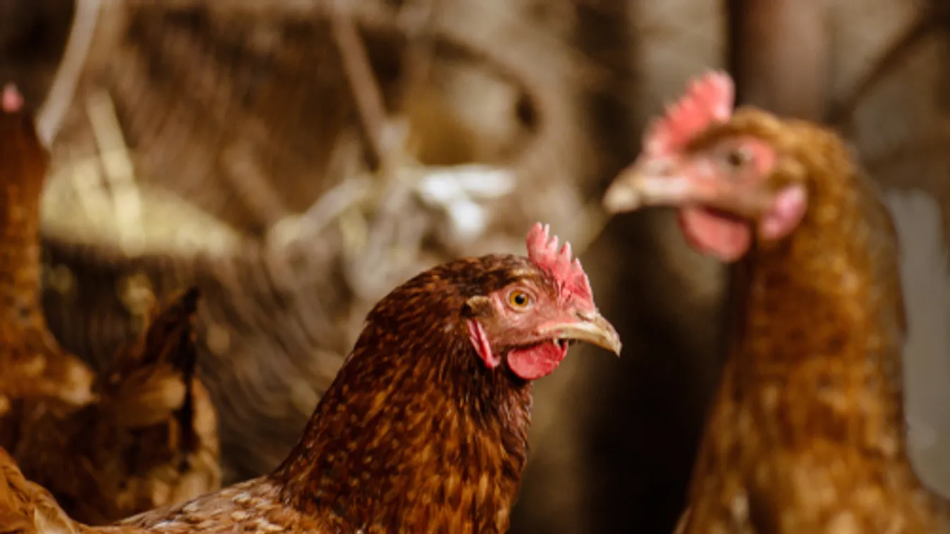 Két Bács-Kiskun megyei baromfitelepen rendelt el forgalmi korlátozást a Nébih