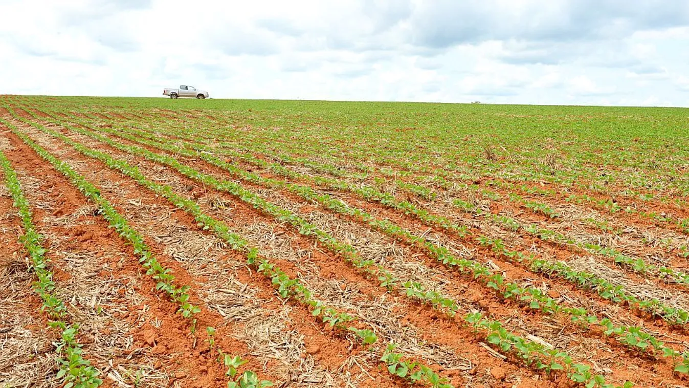 Kell az ember a kertészetekbe