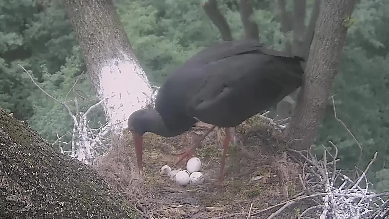 Kikelt az első fióka a bekamerázott gemenci feketególya-fészekben