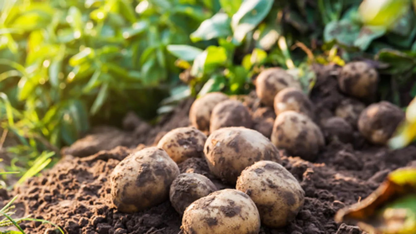 Korszerű technológiával lenne növelhető a burgonya vetésterülete