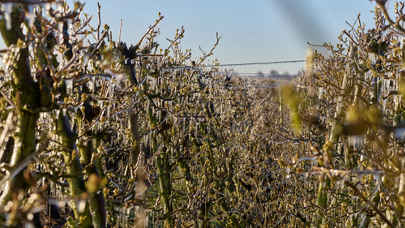 Több mint 15 ezer hektárnyi ültetvényt sújtott tavaszi fagykár