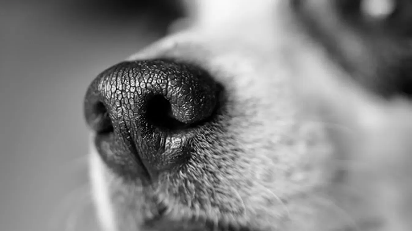 Szolgálatba állt az első magyar gluténjelző kutya