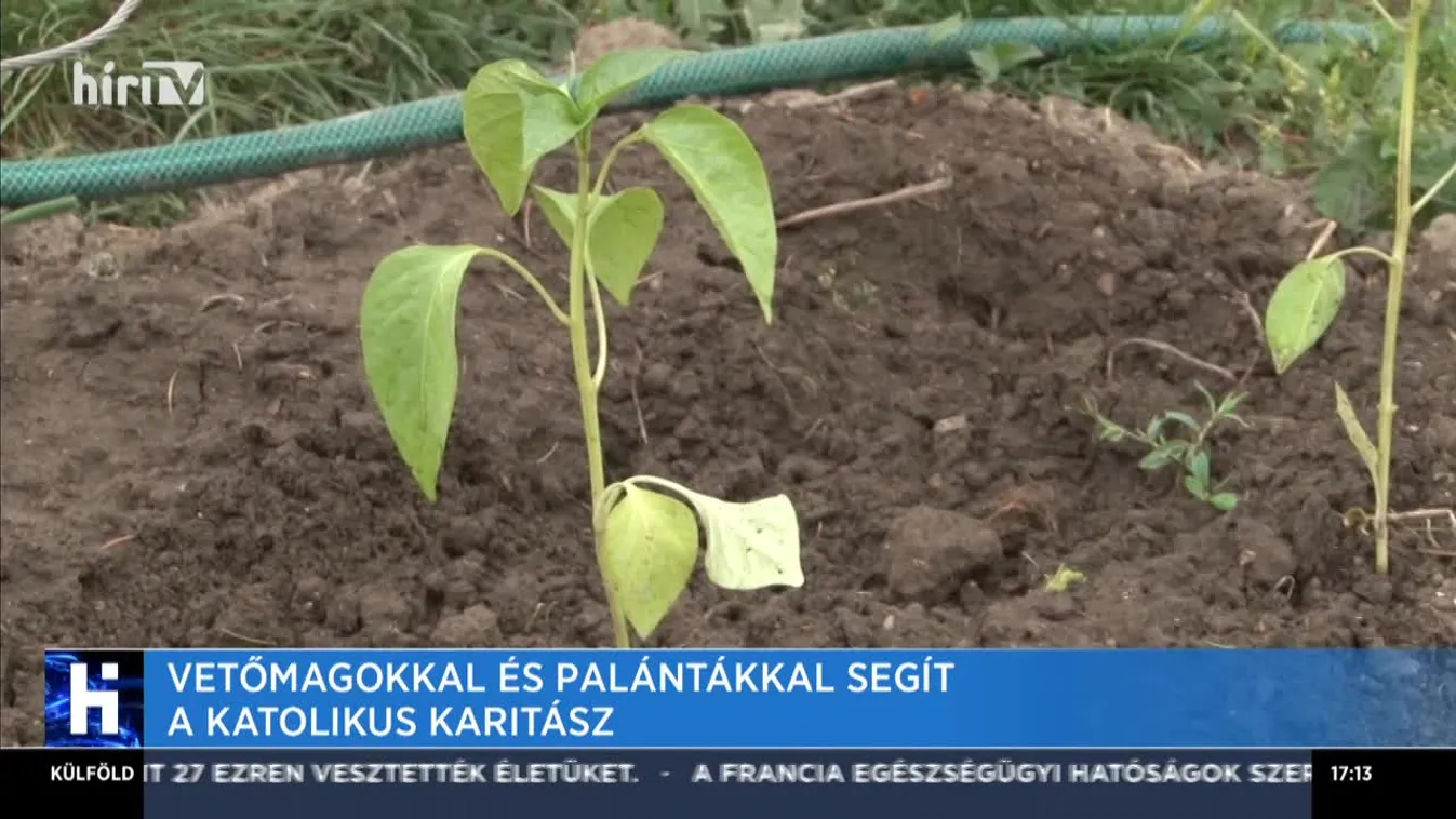 Vetőmagokkal és palántákkal segít a Katolikus Karitász