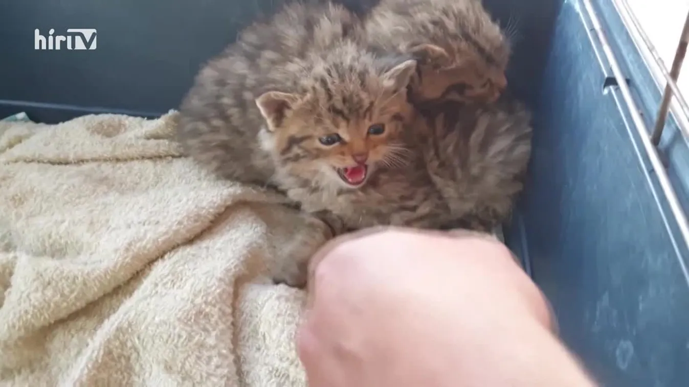 Zöldövezet: Napi 24 órás ügyelet az állatokért Mályin