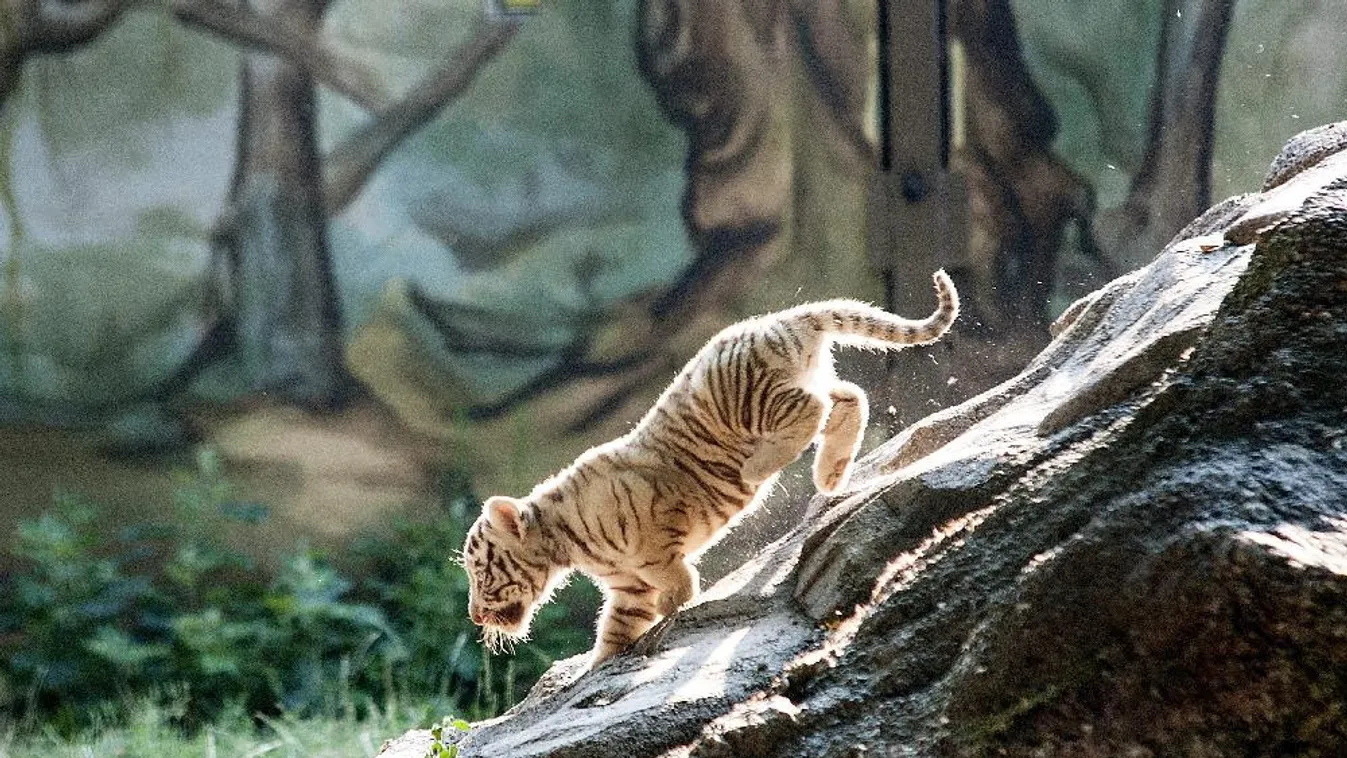 Szerdától újra látogatható a Budapesti Állatkert