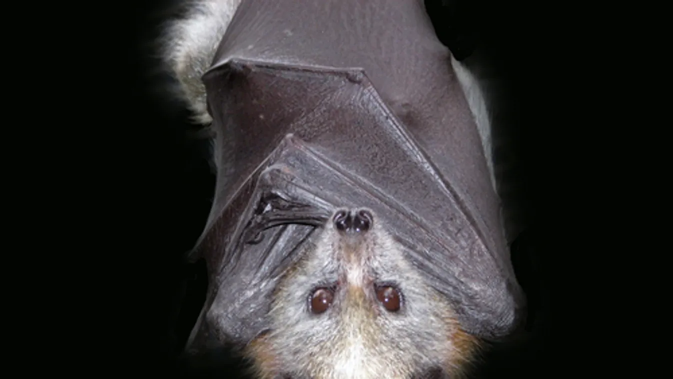 "Szuperimmunitásuk" révén tudják megbetegedés nélkül hordozni a koronavírust a denevérek
