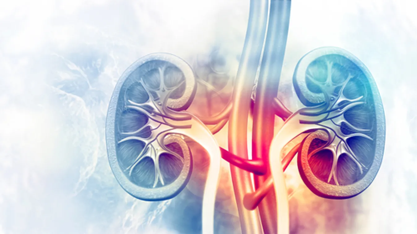 A kórházban kezelt fertőzöttek egyharmadánál jelentkezik akut vesekárosodás