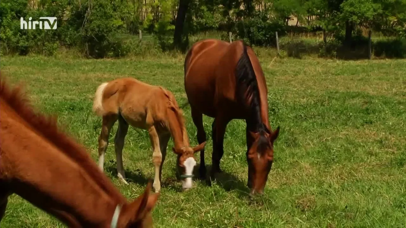 Soroló: Kihívások a lovaságazatban