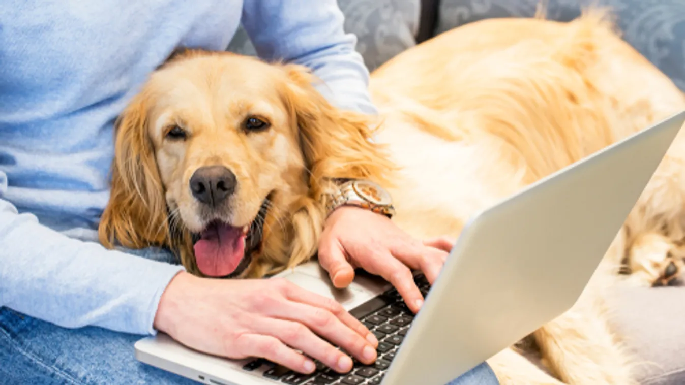 A pénzintézetek többsége tartósan tervez a távmunkával