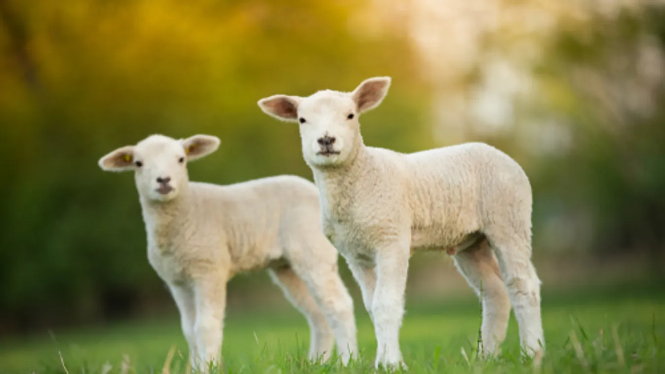 Soroló: Jól sikerült a bárányexport