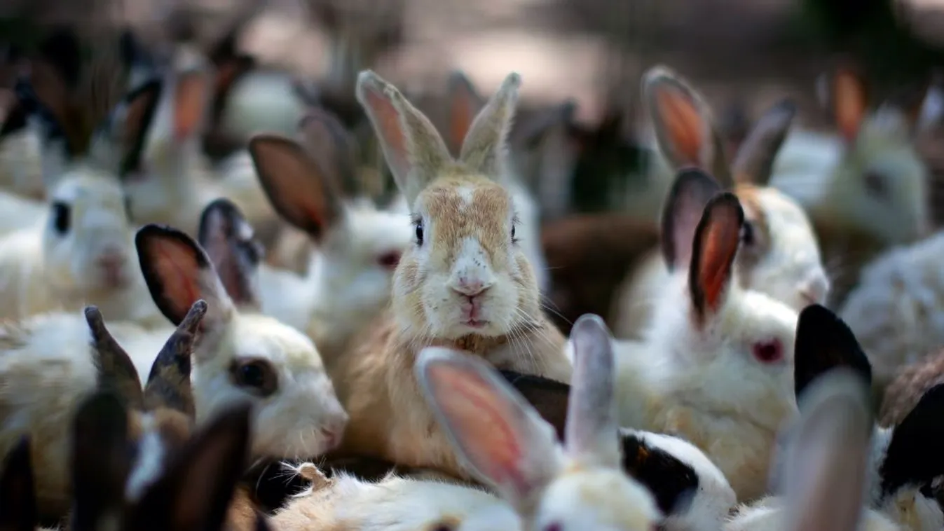 Visszaesik a nyúlhúsexport