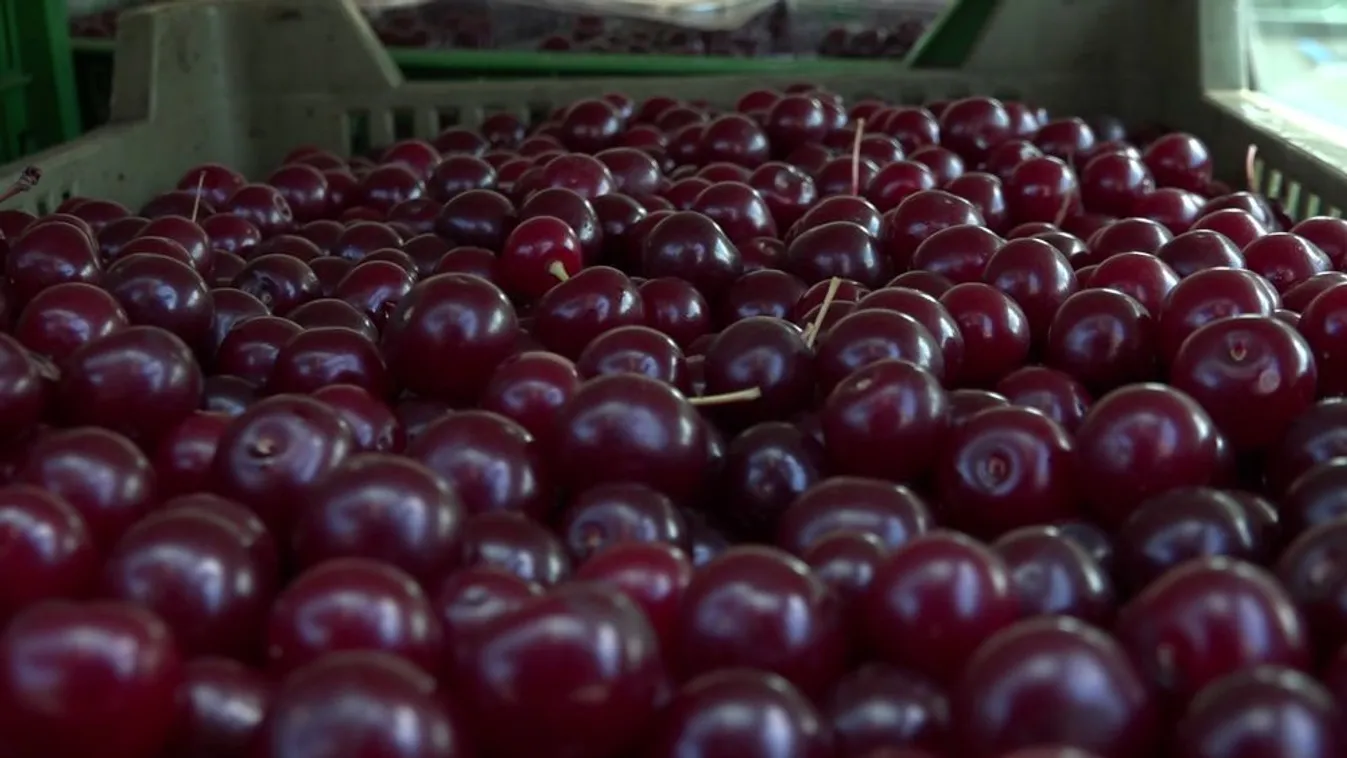 Termelők és éttermek népszerűsítik a hazai meggyet