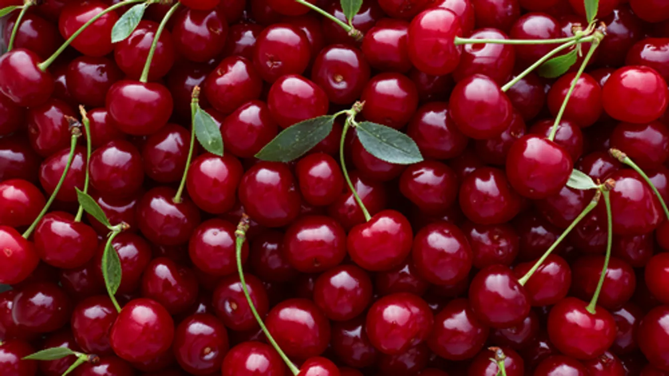 Meggyosztással népszerűsítik a gyümölcsöt