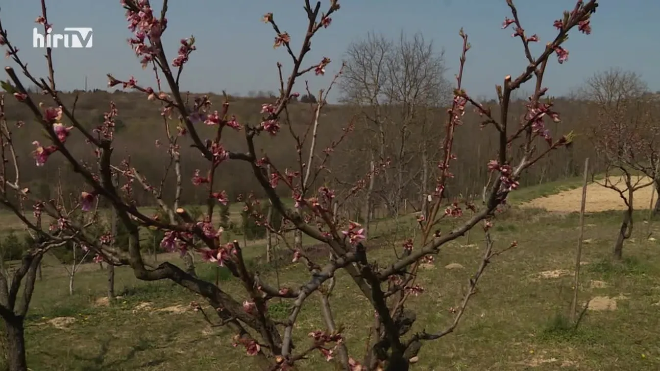 Soroló: Befolyásolja a zöldségek és gyümölcsök mennyiségét és minőségét a mostoha tavasz