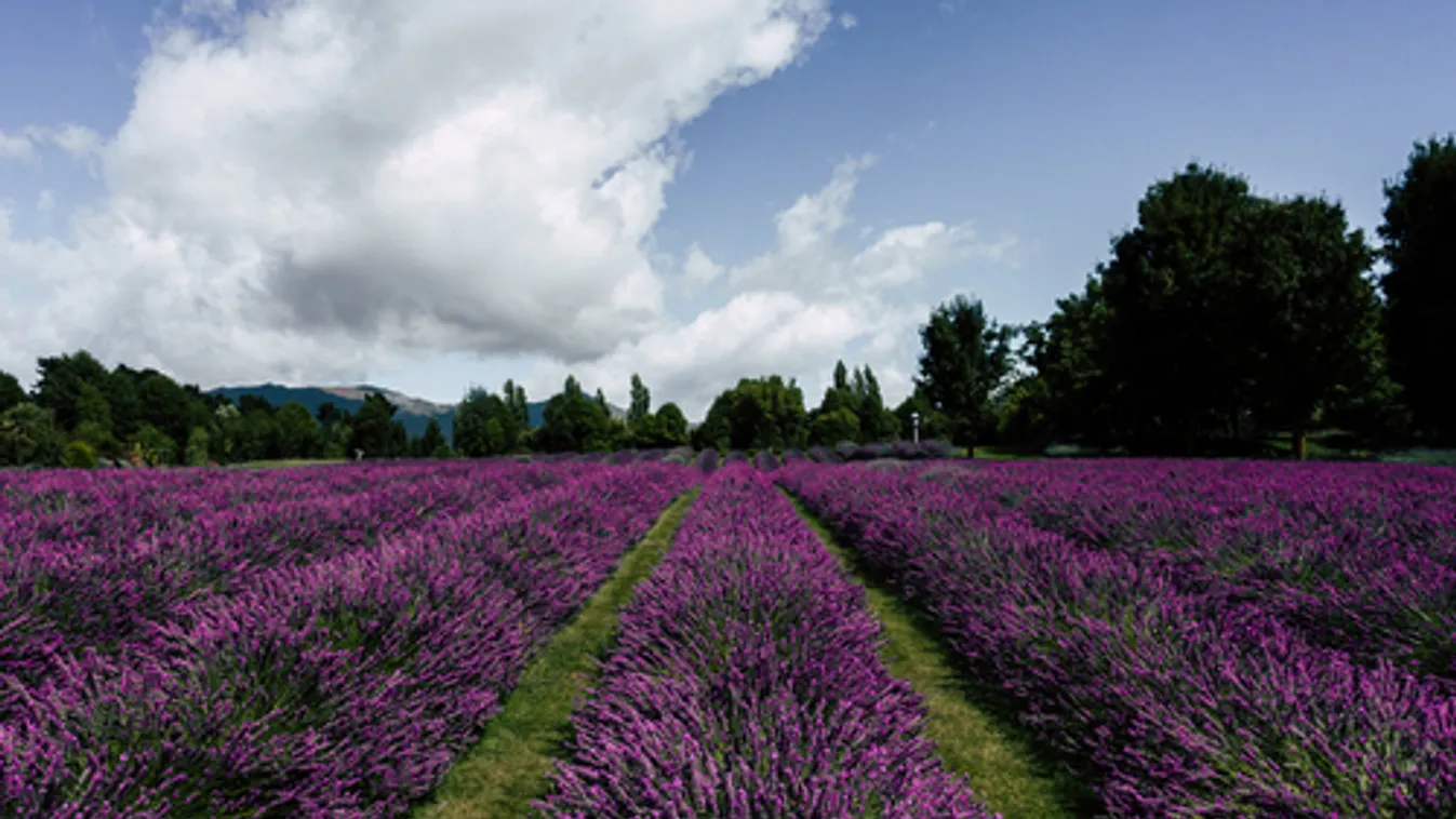 Levendula és rózsa napok a Szegedi Tudományegyetem füvészkertjében
