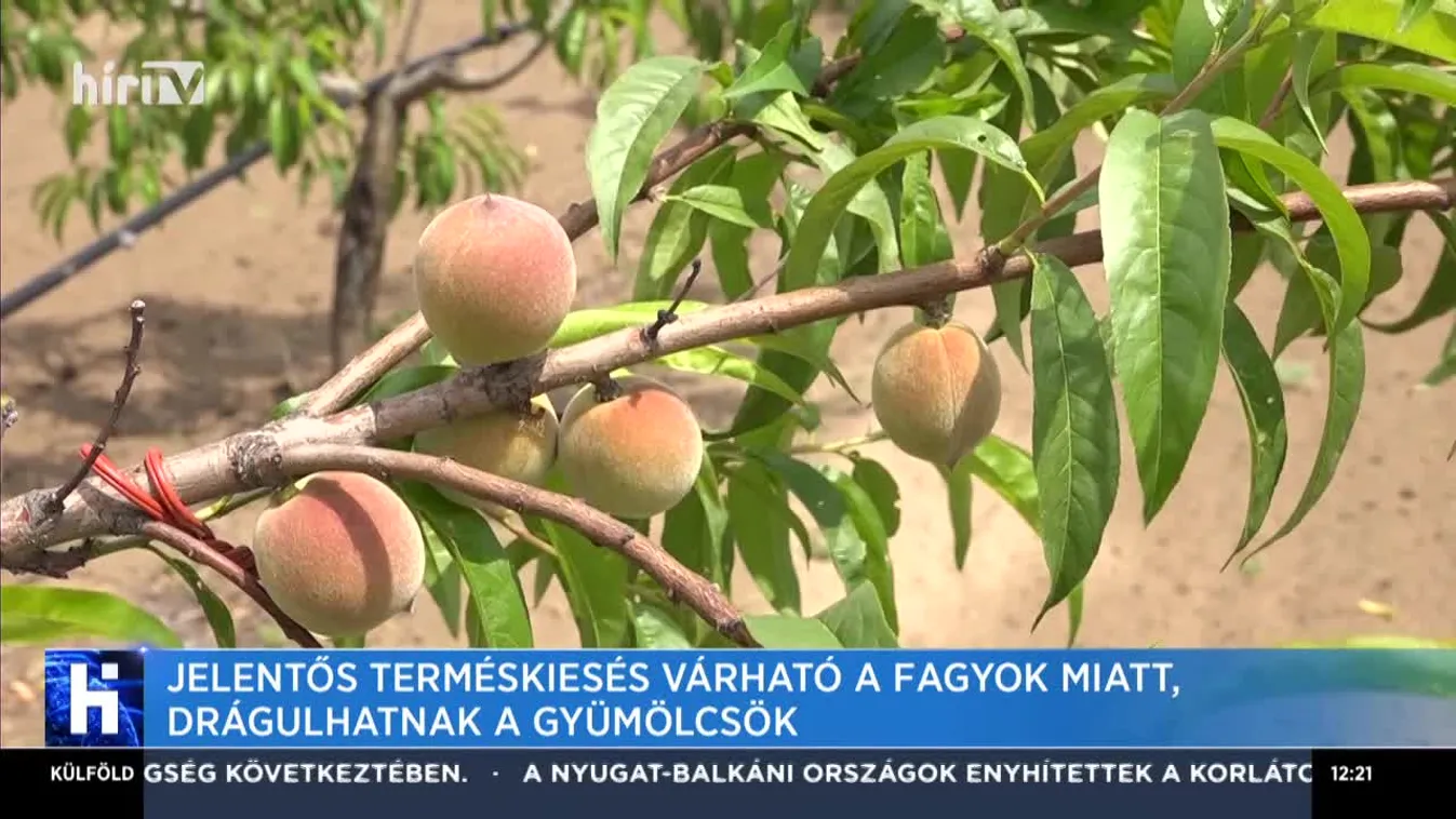 Jelentős terméskiesés várható a fagyok miatt, drágulhatnak a gyümölcsök