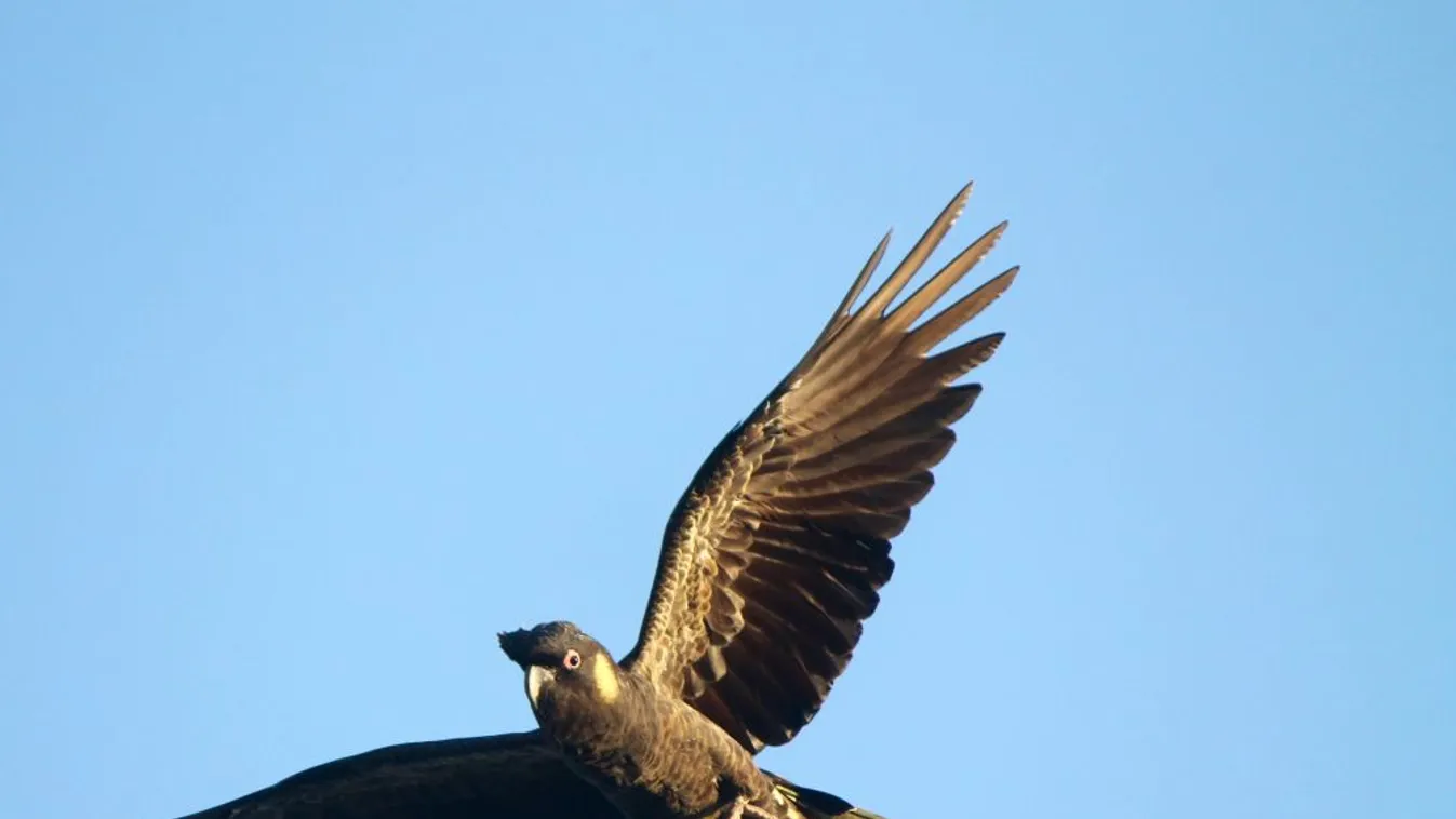 Veszélyeztetett állatok védelmére vásárol meg egy birtokot Új-Dél-Wales