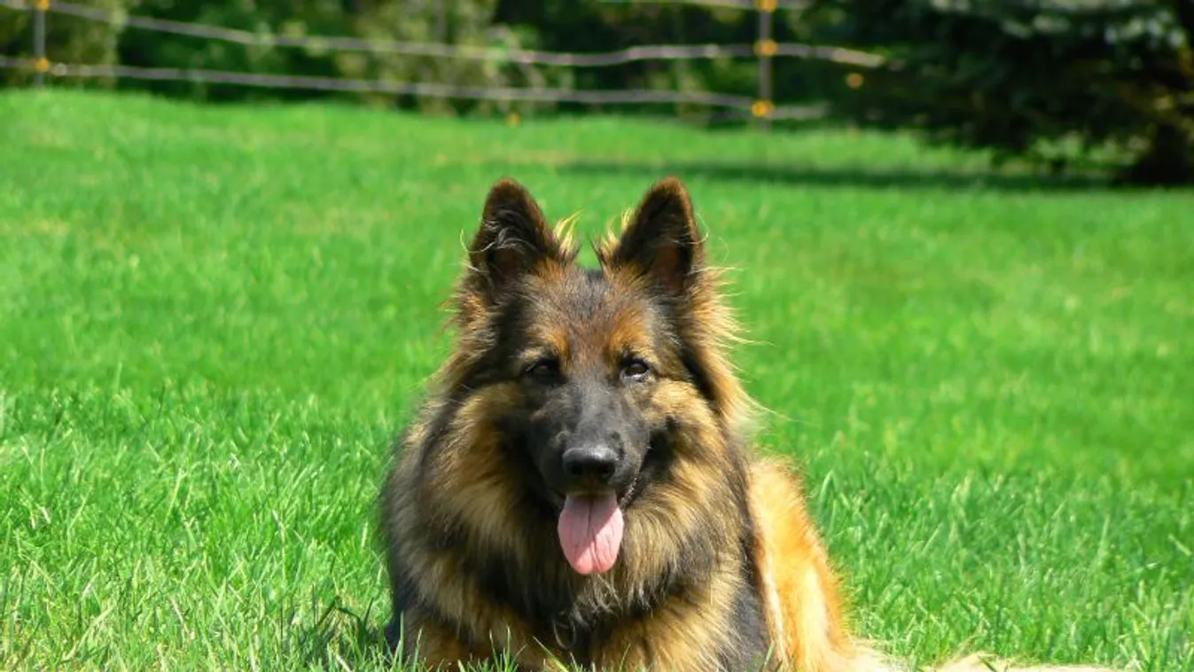 Elpusztult egy koronavírusos kutya