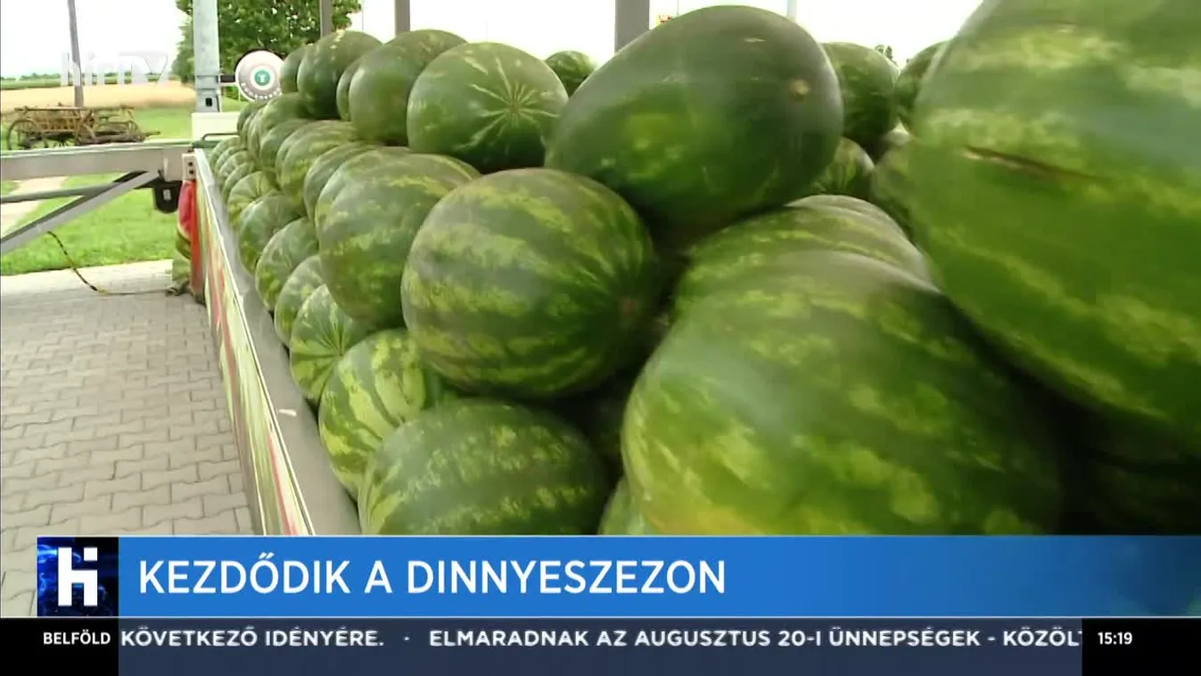 Országszerte megkezdődött a dinnyeszüret, átlagos termés várható