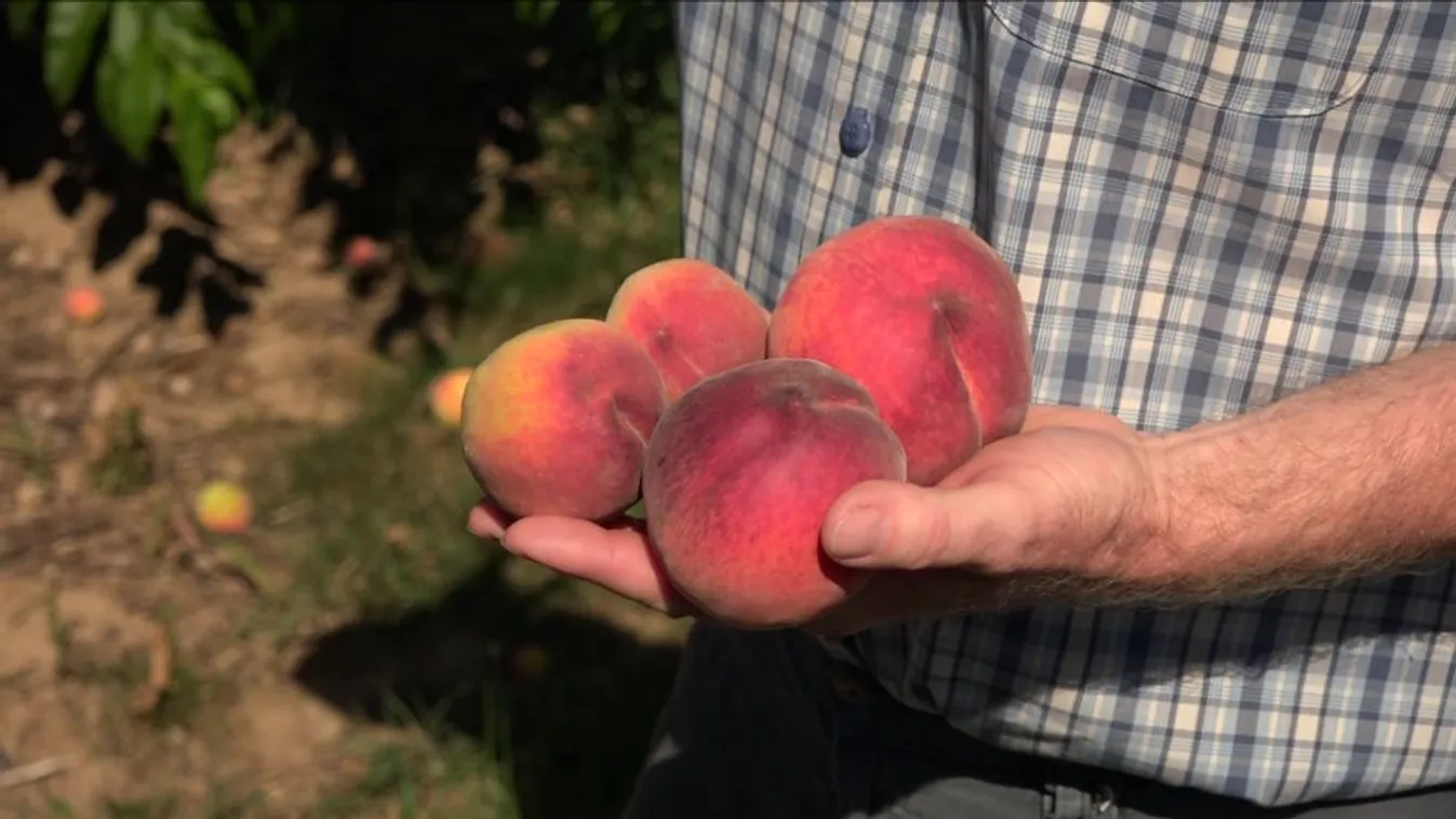 Kezdődik az őszibarackszezon