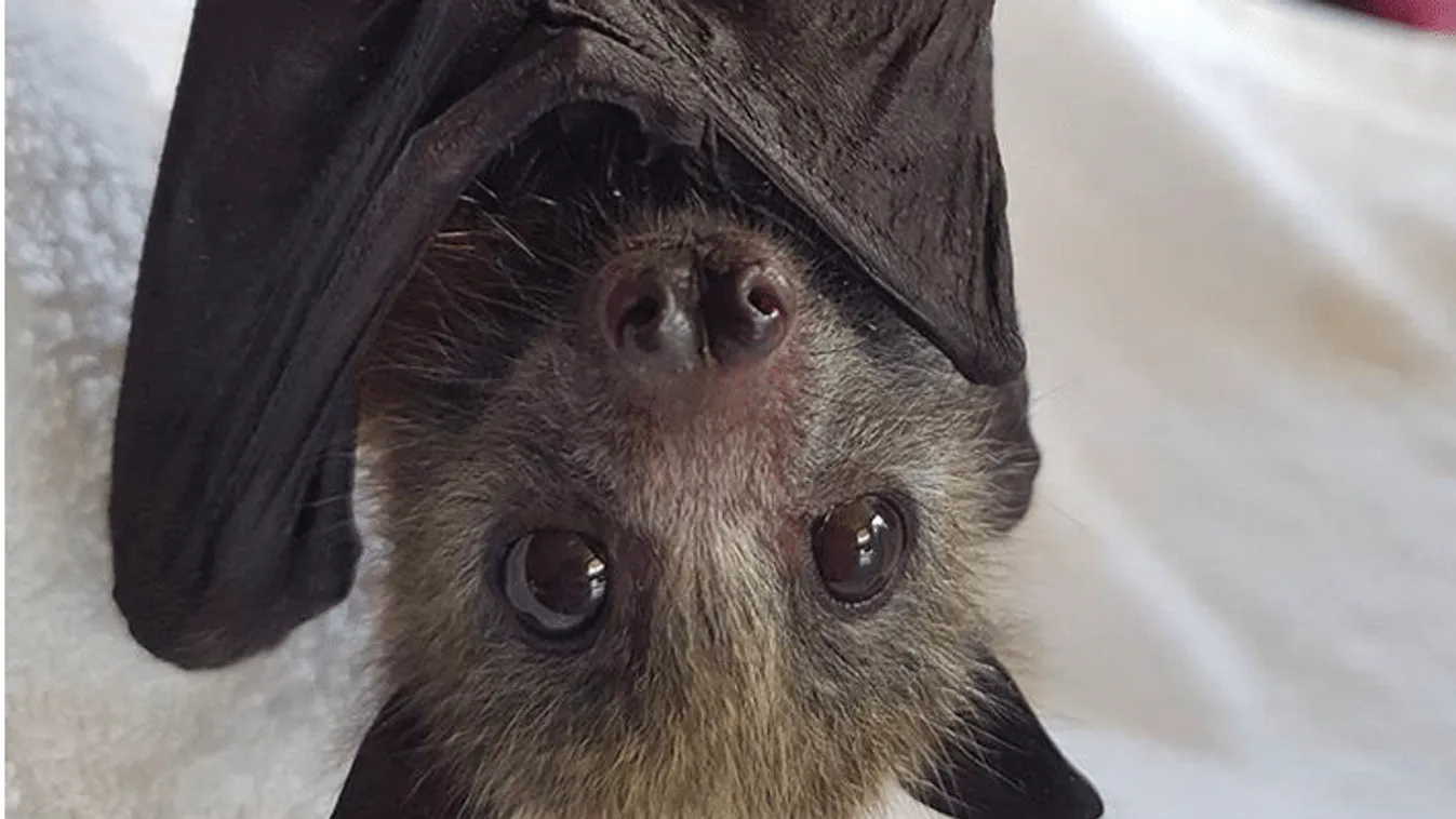 Genetikai vizsgálatokkal fedik fel a denevérek "szuperimmunitását"