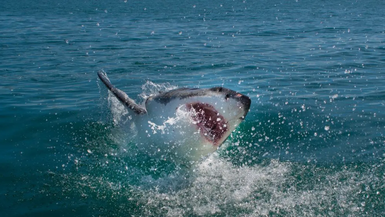 Cápa ragadott el egy tízéves fiút Tasmania partjainál