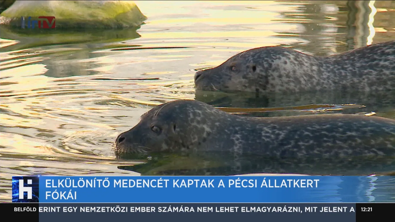 Elkülönítő medencét kaptak a pécsi állatkert fókái
