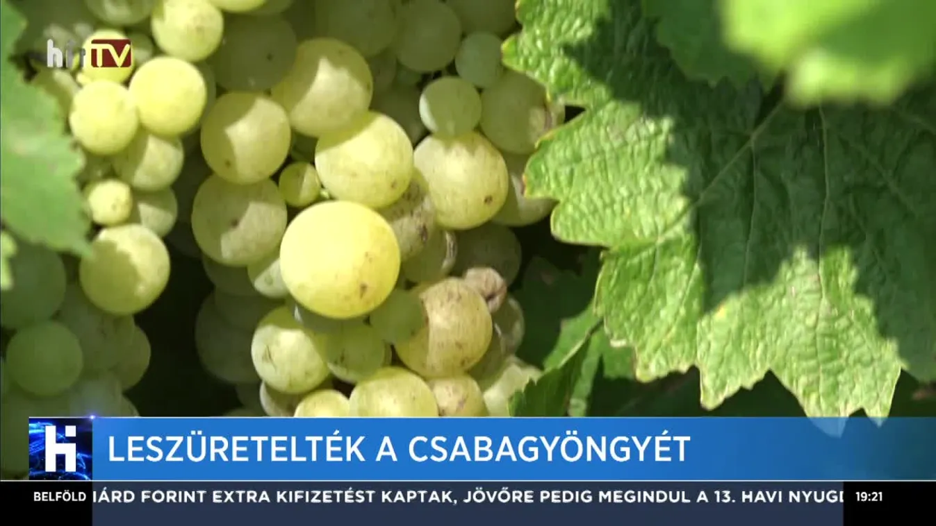 Leszüretelték a csabagyöngyét