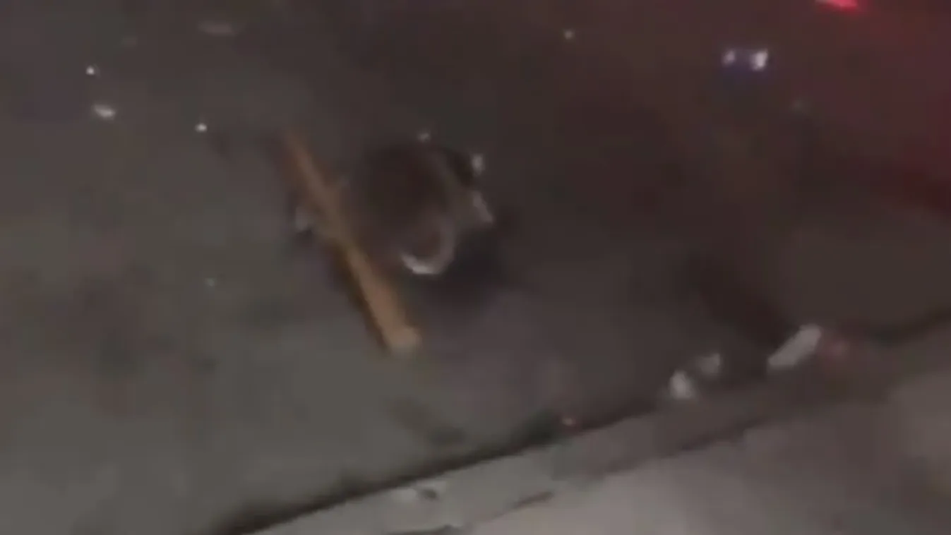 Sokkolóan brutális videó: feketék kínoztak halálra egy mosómedvét Amerikában