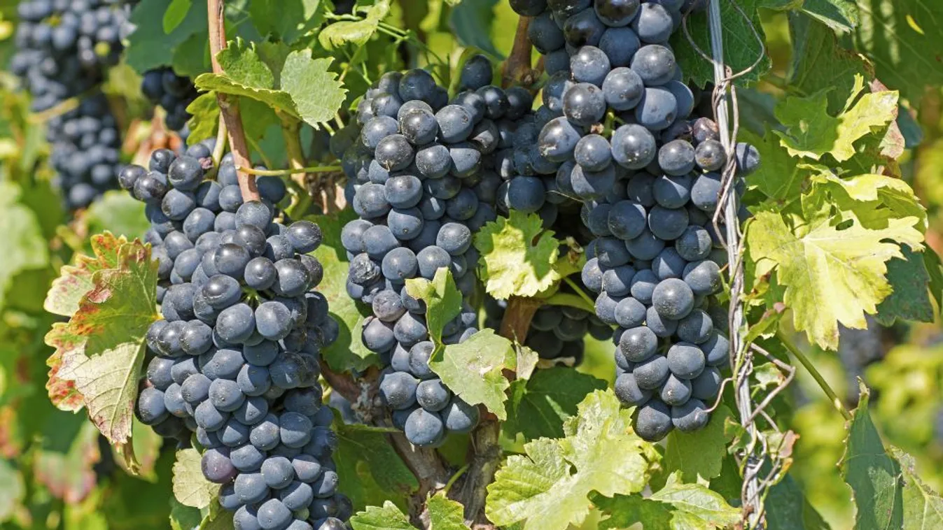 Hamarosan szüretelik a villányi borvidék jellegzetes kékszőlőfajtáit