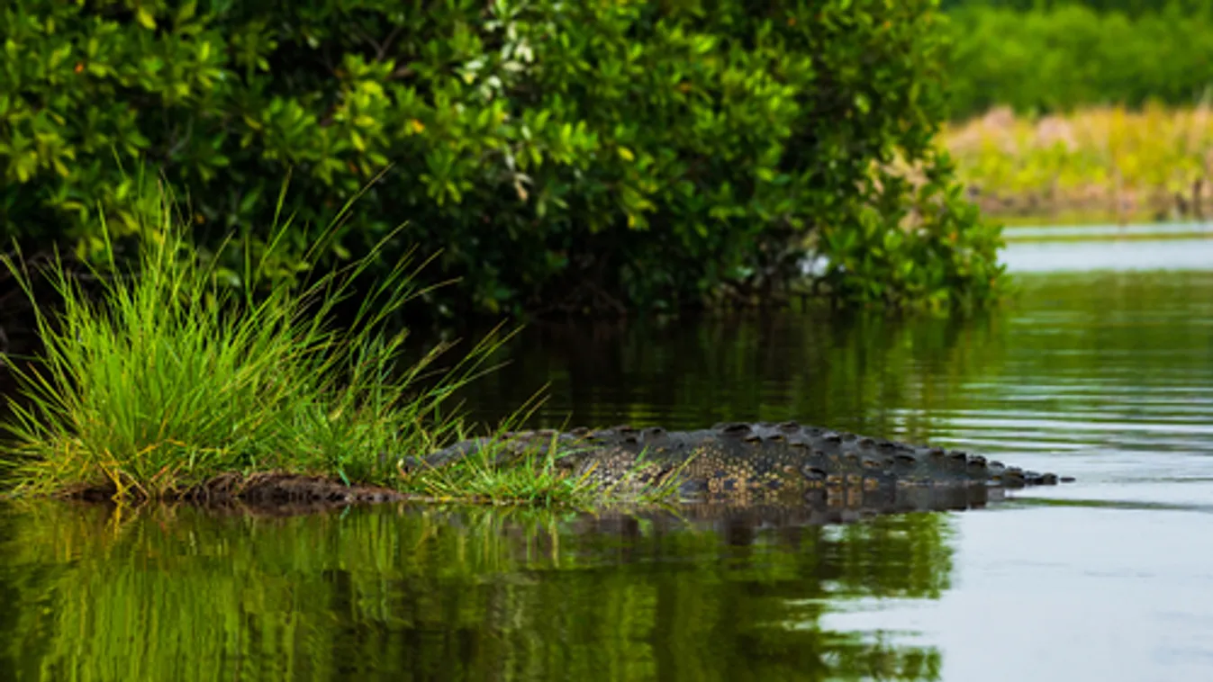 Fürdési tilalmat rendeltek el egy német folyón állítólagos krokodilveszély miatt