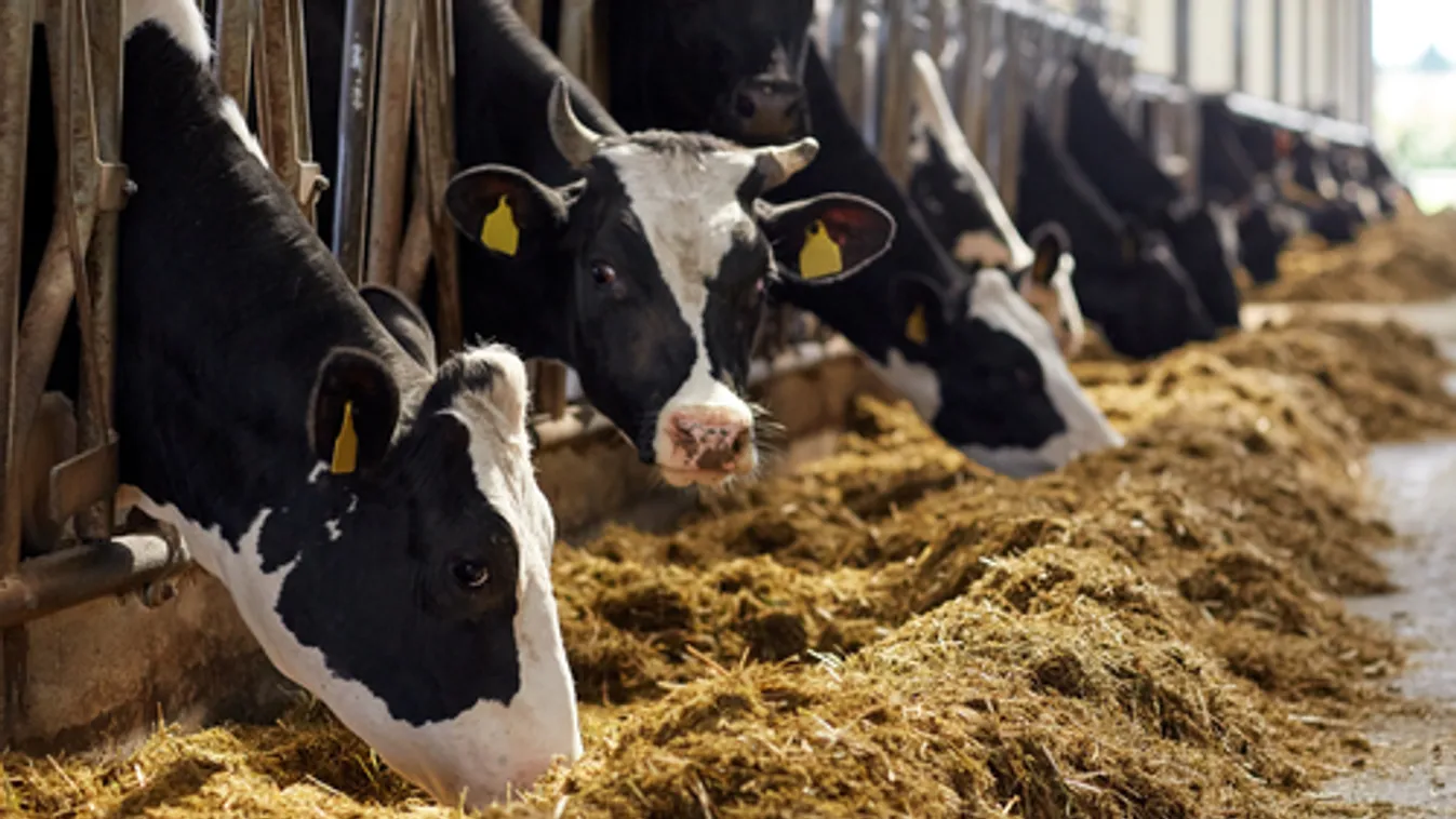 Csalás miatt emeltek vádat egy zalai szarvasmarha-felvásárló ellen