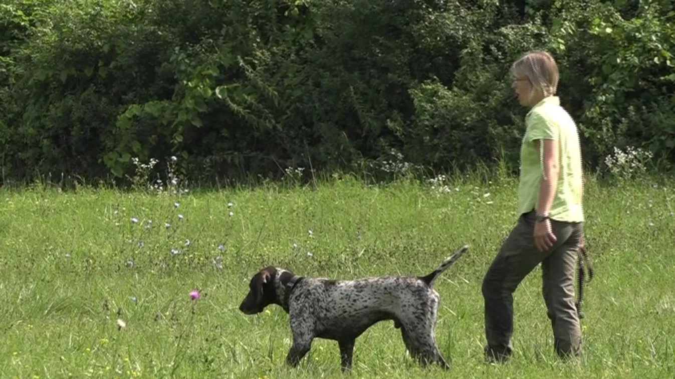 Vadász vizslák vizsgáznak Martonfán