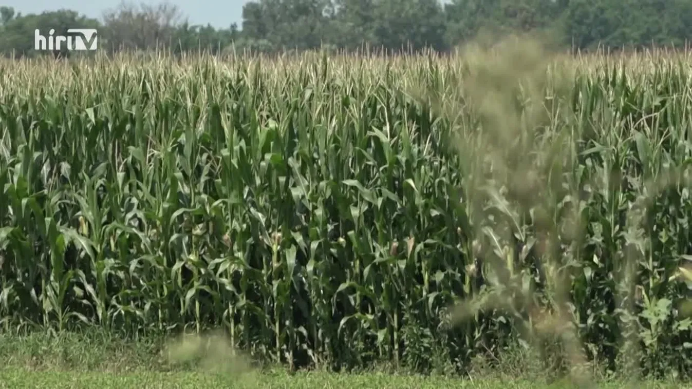 Soroló: Jó termés várható