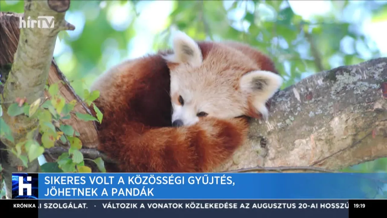 Sikeres volt a közösségi gyűjtés, jöhetnek a pandák