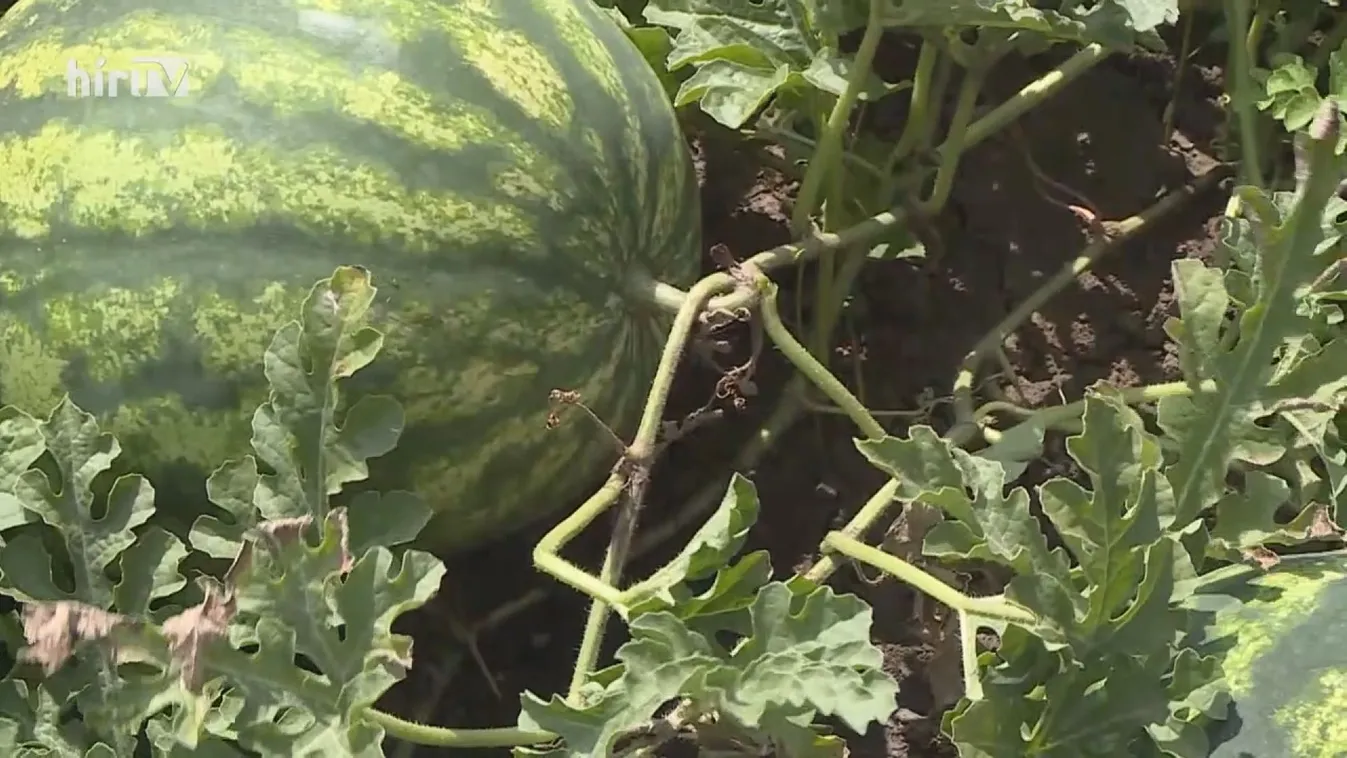 Soroló: Népszerű a magyar dinnye