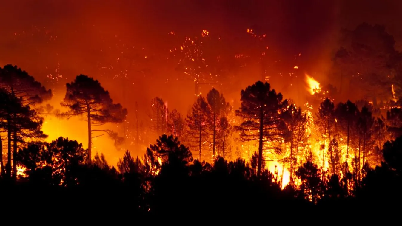 Tömeges kitelepítések erdőtűz miatt