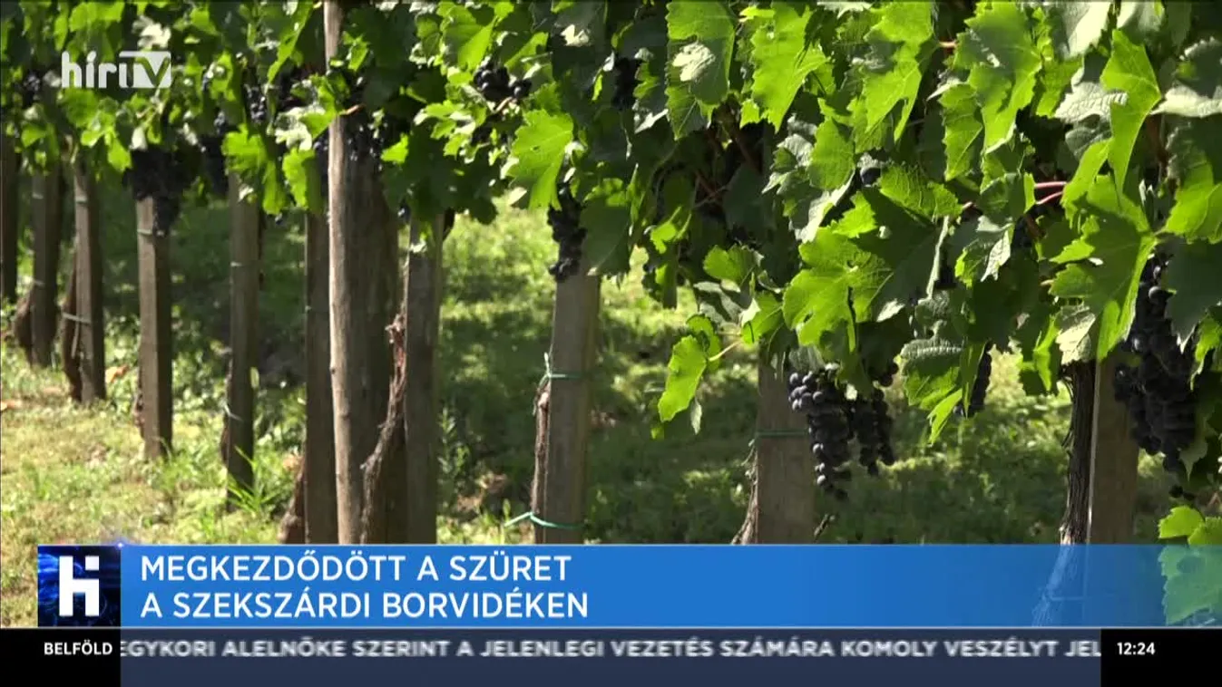 Megkezdődött a szüret a Szekszárdi Borvidéken