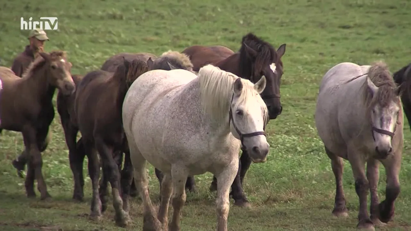 Soroló: A hidegvérű ménes