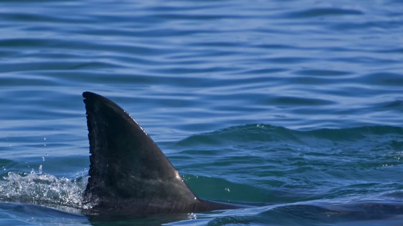Cápa ölt meg egy férfit az ausztrál Aranyparton