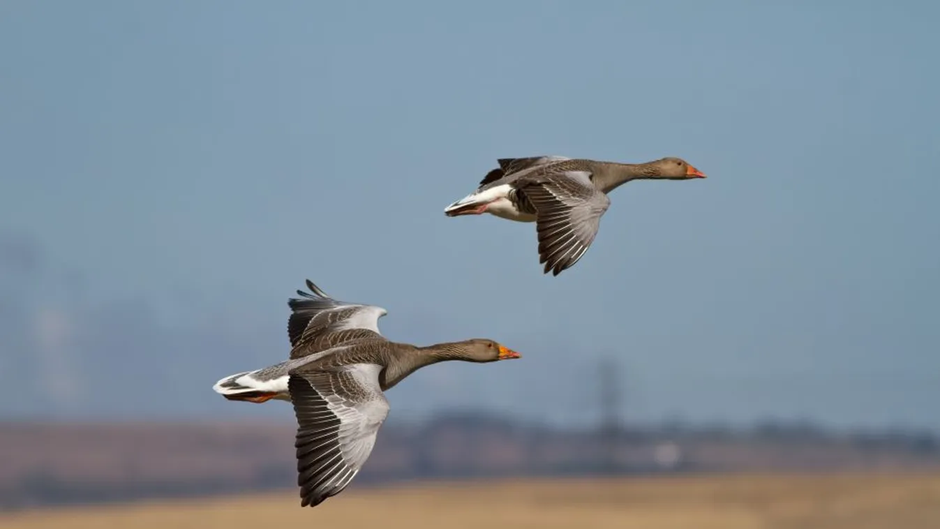 Vadlúdfigyelő programokat szerveznek november közepétől Tatán