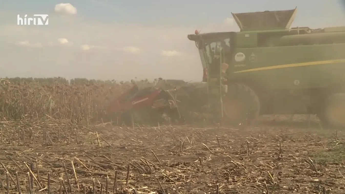 Soroló: Az elmúlt 50 év legrosszabb méztermése várható