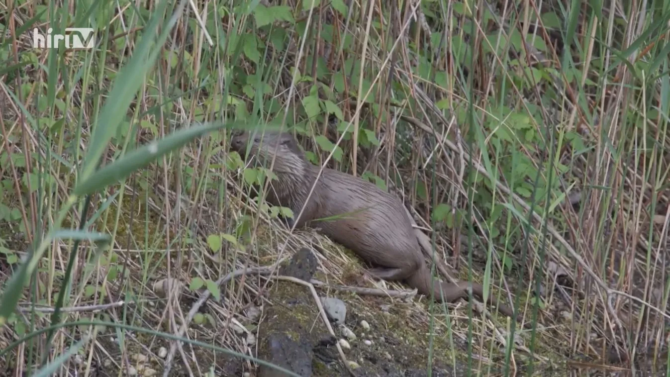 Zöldövezet: Az év emlőse