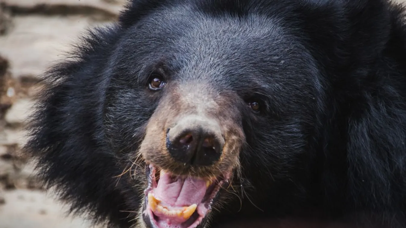 Lelőttek Japánban egy medvét, amely megsebesített négy embert