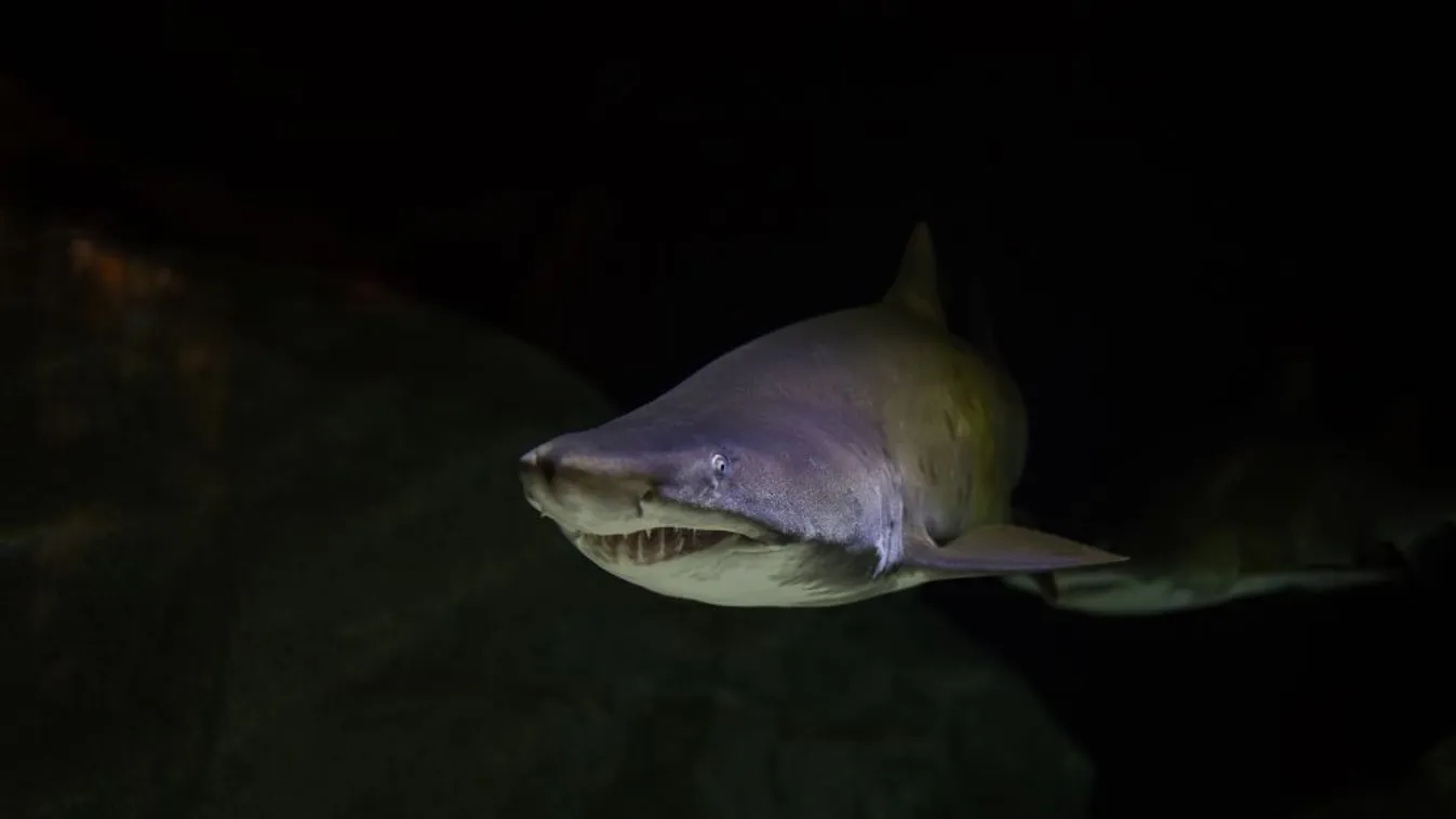 Cápatámadásban sérült meg egy gyerek