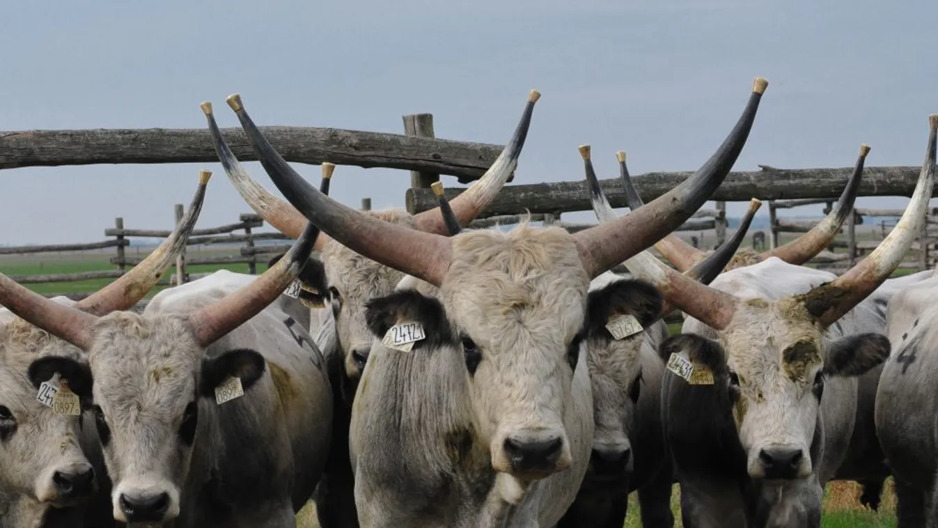 Téli szállásukra indultak a legelő állatok a Hortobágyon