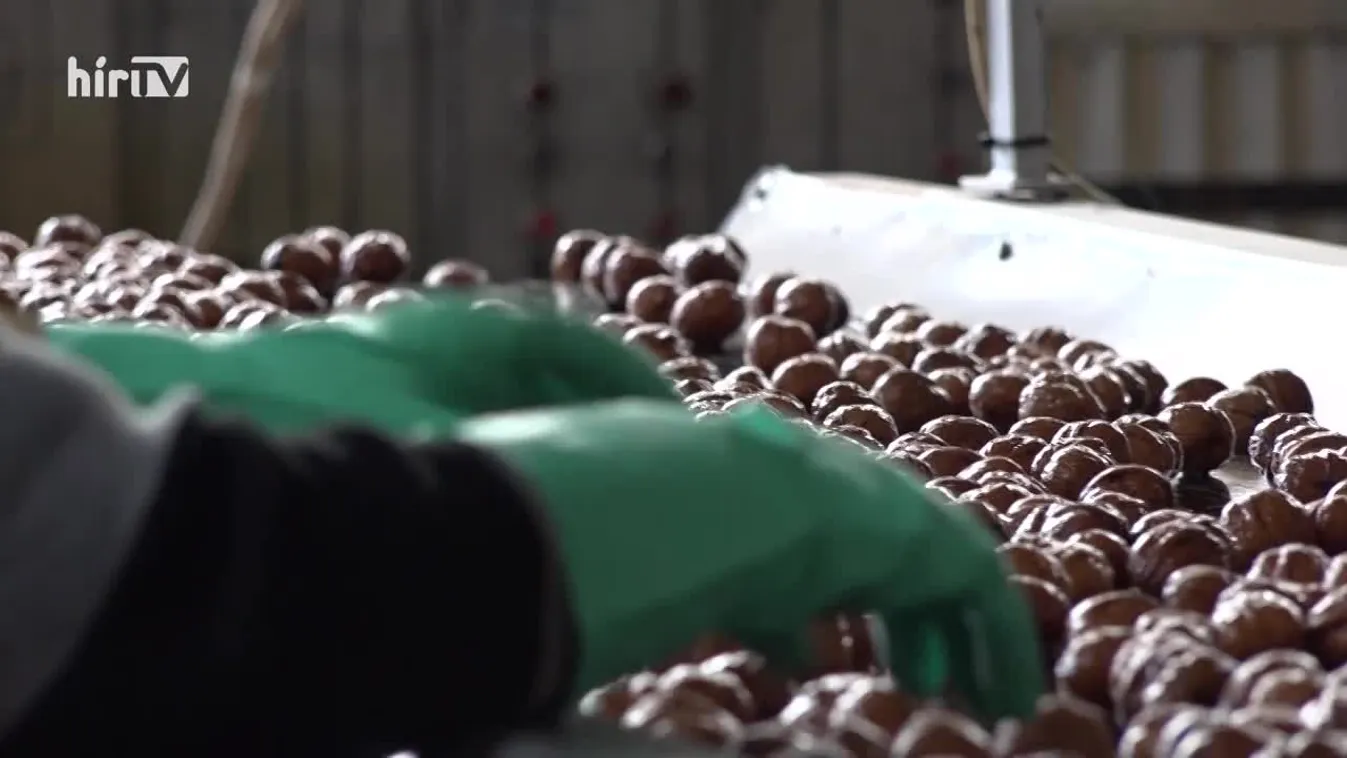 Soroló: Az idei piacon 30 százalékkal kevesebb dió lesz